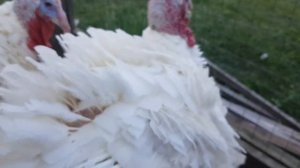 Индюки Биг-6 в шесть месяцев. Вес до и после забоя.