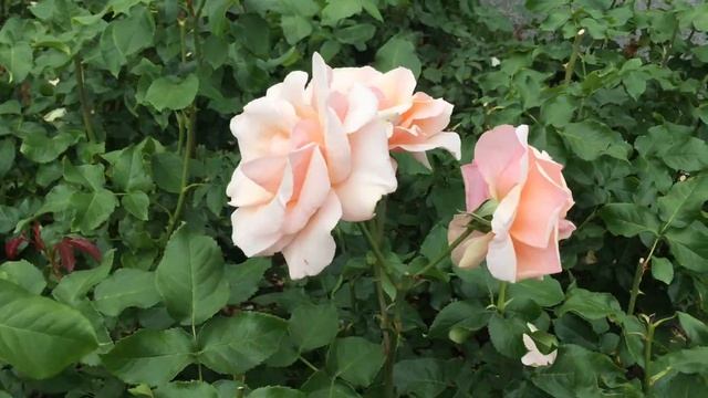 Mother of Pearl Grandiflora Rose смотреть онлайн