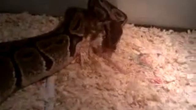 BALL PYTHON EATING A MEDIUM SIZE MOUSE #3 смотреть онлайн