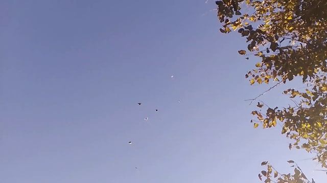 29.10.2023.ВСЕХ...С ПРАЗДНИКОМ... ДНЕМ... АВТОМОБИЛИСТА? смотреть онлайн