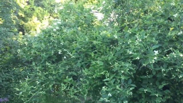 Іриси,півонії Ред шарм,Пінк Гавайан Корал -палітра фарб #пион смотреть онлайн