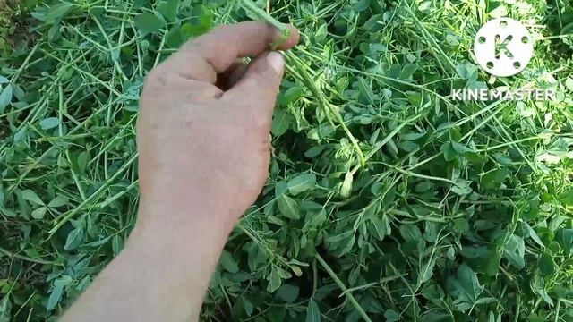 Четвёртый укос люцерны Джея и Семиреченской люцерны, сравнение. смотреть онлайн