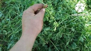 Четвёртый укос люцерны Джея и Семиреченской люцерны, сравнение.