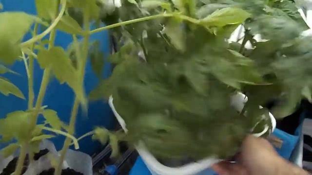 Сравнение сортов томатов "Непас 7" и "сибирский скороспелый" смотреть онлайн