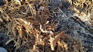 Альстромерия. Посадка в грунт