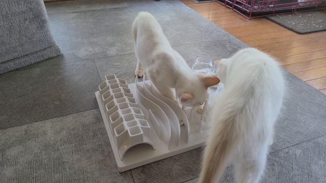 Smart Cat Toy with Red Point Siamese смотреть онлайн