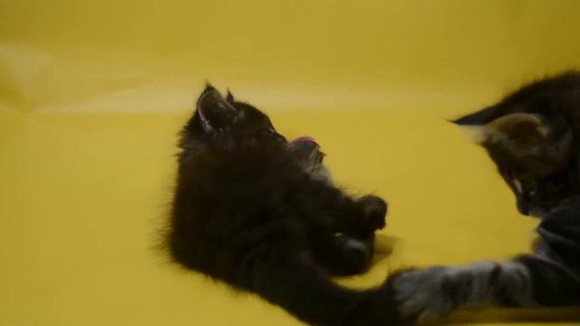 Копия видео "Dina 5 недель. Девочка черный мрамор. Питомник мэйнкунов Madhumani." смотреть онлайн