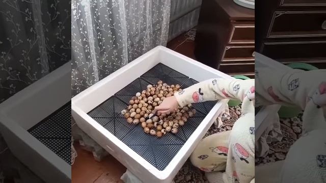 перепела зимой смотреть онлайн