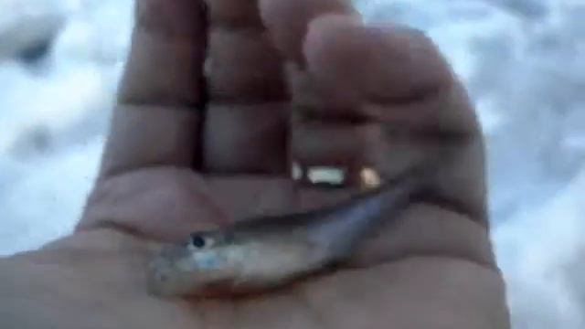 "Крупная" рыба на Иртыше. смотреть онлайн