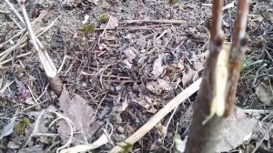 ☼Как привить на вишню черешню,