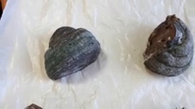 Как вырастить триходерму в домашних условиях на трутовиках. Триходерма из леса! смотреть онлайн