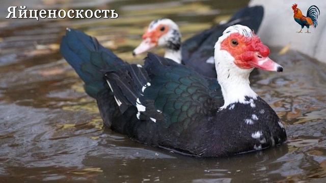 Индоутки Робин Гуда. Часть 2. смотреть онлайн