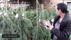 Ель Пендула / Ель посадка и уход / хвойные растения