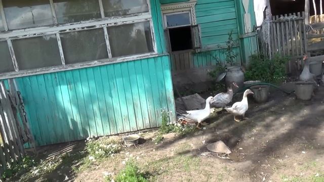 Живу ради хозяйства | Соколовка Тульская обл. Веневский район смотреть онлайн