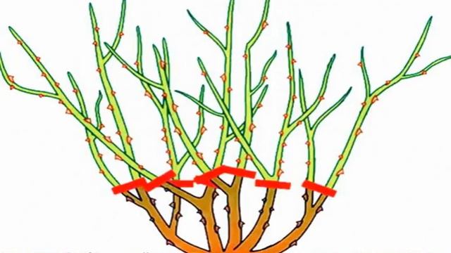 Роза Патио — что это такая за разновидность смотреть онлайн
