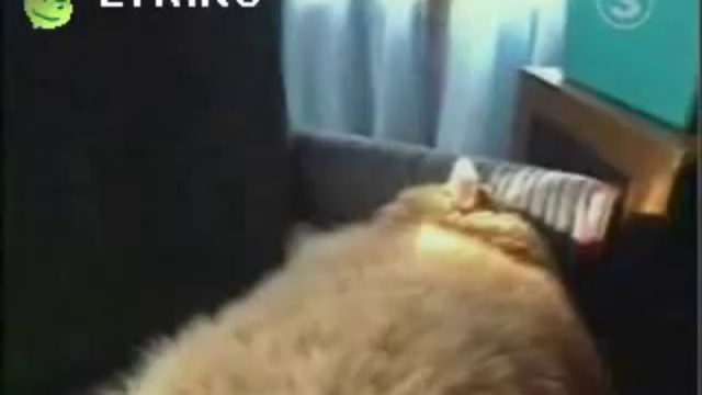 толстячок милыыыыыыыыыый