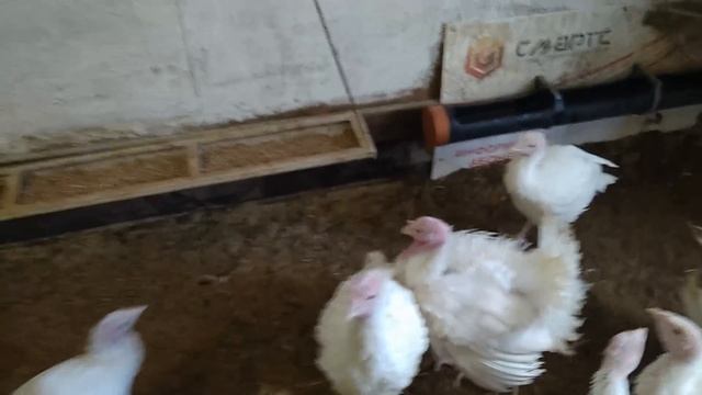 Индюкам полтора месяца. Где самец, где самка? Определяем пол смотреть онлайн