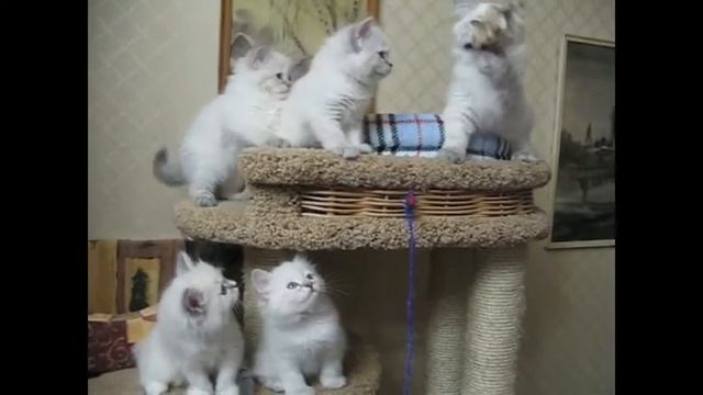 Невские маскарадные котята. Neva masquerade kittens смотреть онлайн