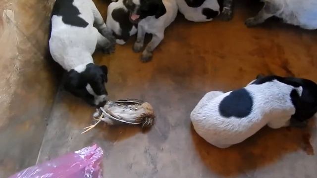 Когда щенки начинают слышать - День 19 - Уход за щенками день за днем смотреть онлайн