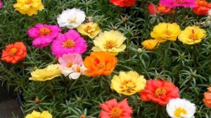 Портулак выращивание из семян — когда сажать