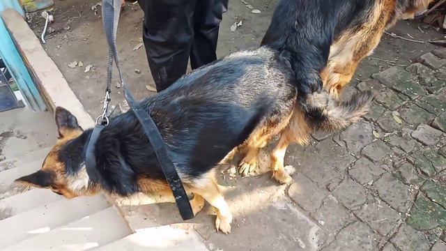 German shepherd matting video/ dogs meeting смотреть онлайн