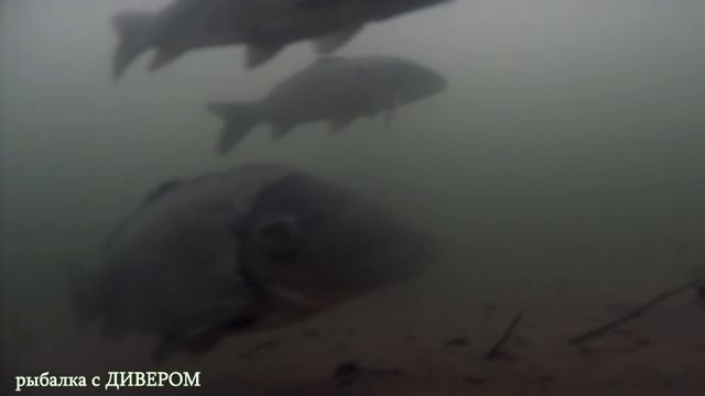 КАРП зимой - Подводная съёмка камера Fishcam DF600 HD. Камеры для рыбалки. УЗКОЕ рыбалка смотреть онлайн