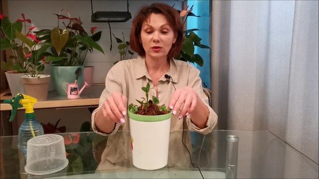 Как получить из больного? погибающего антуриума, молодой, пышный кустик, с новой корневой системой. смотреть онлайн