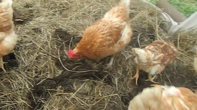 куры против червей смотреть онлайн