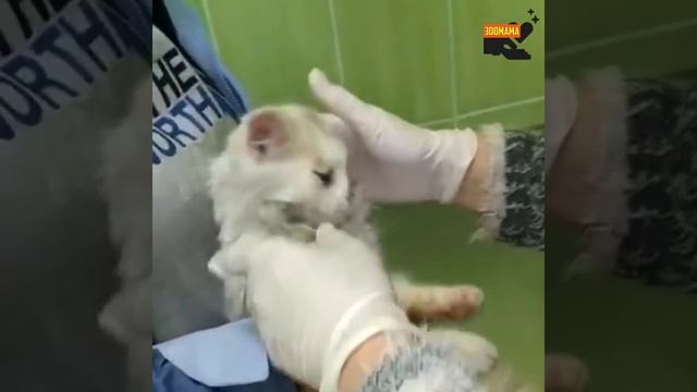 Люди делали селфи со слепым котёнком | Верх цинизма смотреть онлайн