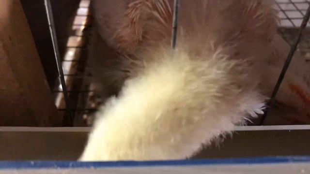 Бройлеры 15 дней больше 1,5 кг. Уход и содержание. смотреть онлайн