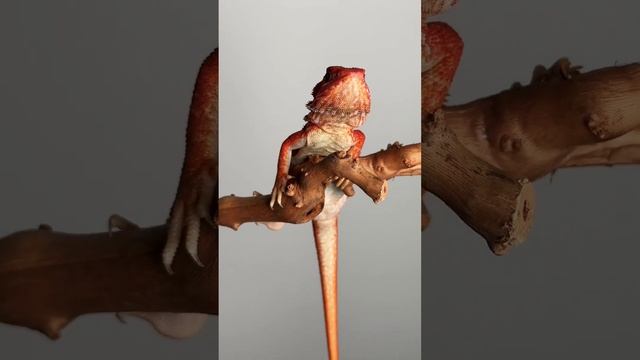 Сколько баллов из 10 заслужила эта агама? #агама #ящерица #животные #рептилии смотреть онлайн