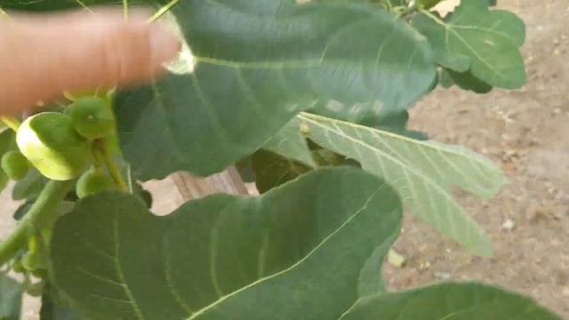 #figs #инжир Инжир сорта Армянский жёлтый Armenian yellow fig смотреть онлайн