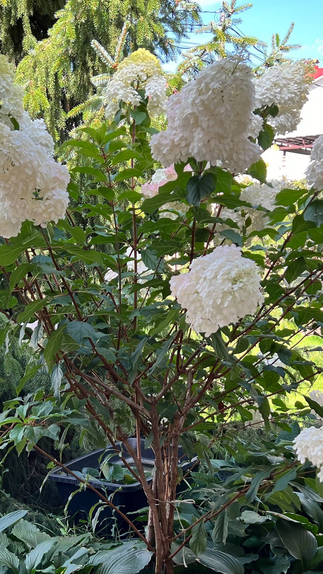 Гортензия метельчатая. С чем связана такая популярность? смотреть онлайн