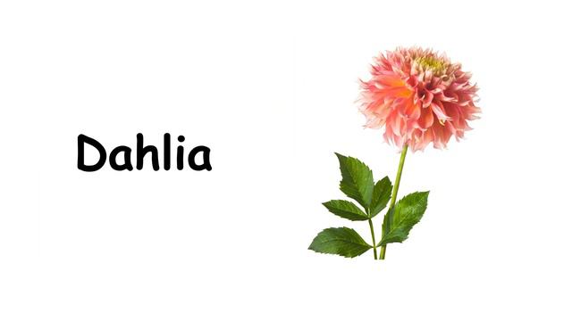 Flowers Vocabulary / 50+ Flowers Name In English With Picture / Flowers Picture / Kids Video.