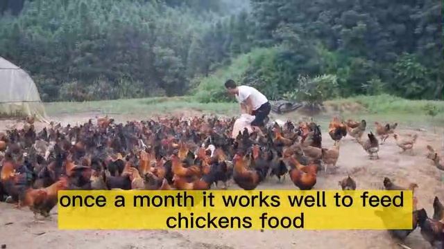 The practical method help you raise good chickens смотреть онлайн