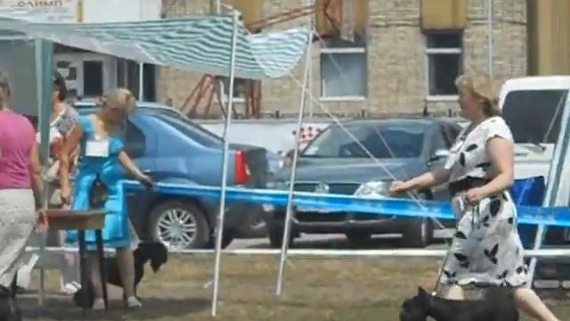 цвергшнауцер черный - сравнение ЛК смотреть онлайн