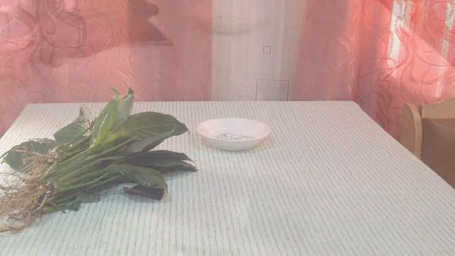 Спатифиллум. Пересадка и лечение. смотреть онлайн