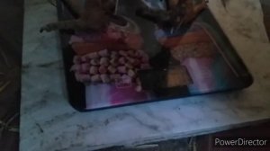 Что Важно Для Бройлеров? Бройлерам 35 Дней/Вес Бройлеров