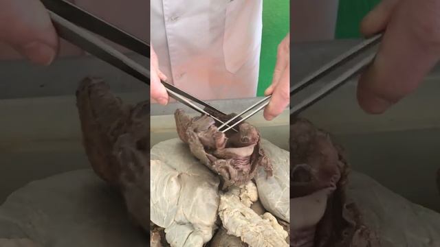 Органы дыхания 2 смотреть онлайн