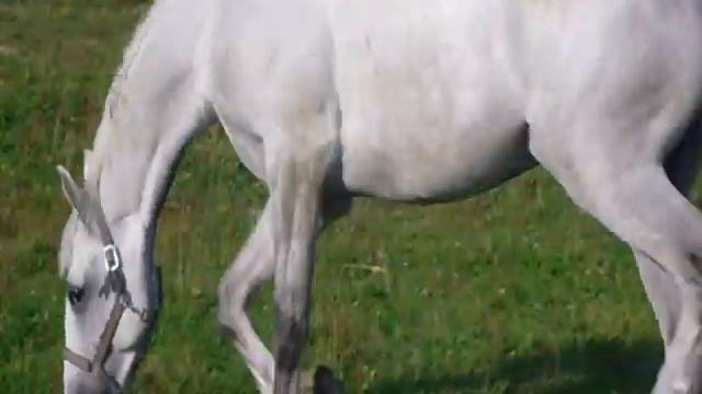 Серый конь!!!