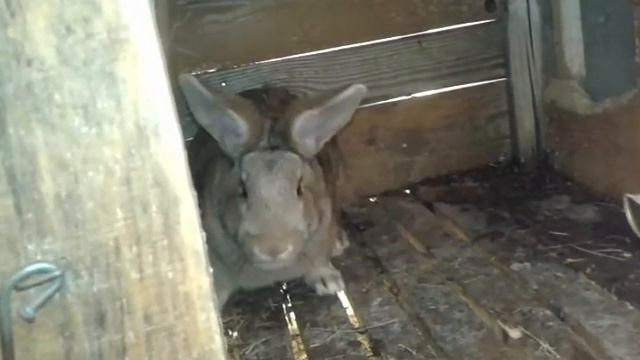 Как узнать беременна ли крольчиха... смотреть онлайн