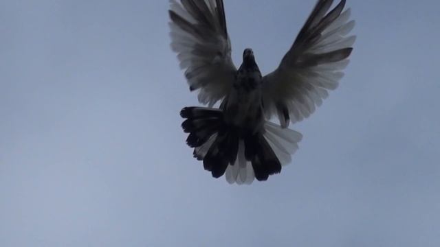 После гона, просмотр голубей. Николаевские голуби. смотреть онлайн