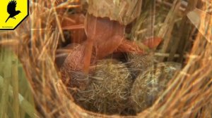 ПОЧЕМУ КУКУШКА ПОДБРАСЫВАЕТ ЯЙЦА В ЧУЖИЕ ГНЁЗДА? #кукушка #Cuculus #птица #птичка #гнездо