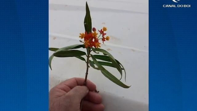 Telespectador envia dúvida sobre planta Asclepias Curassavica смотреть онлайн