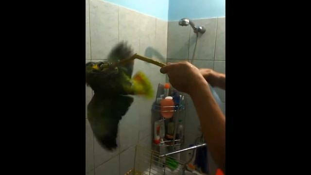 Как купается венесуэльский амазон смотреть онлайн