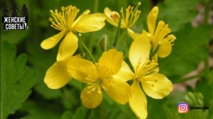 ВОТ ЧТО ТВОРИТ ЧИСТОТЕЛ! Не Торопитесь Уничтожать На Участке Чистотел!