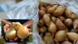 Лук севок сорта. Лук из семян. Лук на перо. Лучшие сорта на  2021 год.