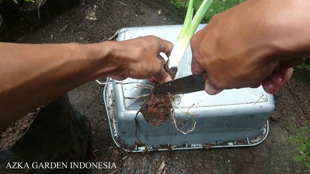 #37 BONGKAR RAHASIA PANEN SENTHE/COLOCASIA VARIGATA MEDIA AIR, ANAKAN MELIMPAH !!! смотреть онлайн