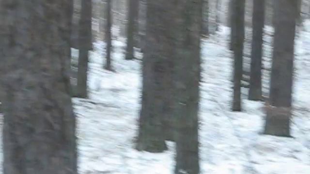 Леший в лесах Миасса.avi смотреть онлайн