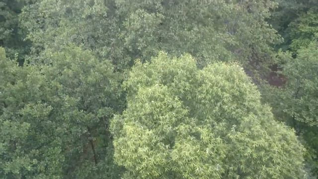 Rominter heide(Роминтская пуща)река Красная)Токаревский мост смотреть онлайн